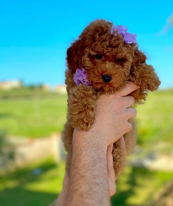 Лялькова дівчинка той пудель,