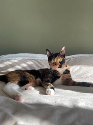 Dá se gatinha "Ellie"
