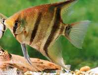 Żaglowiec skalar Leopolda - Pterophyllum leopoldi - DOWÓZ, WYSYŁKA