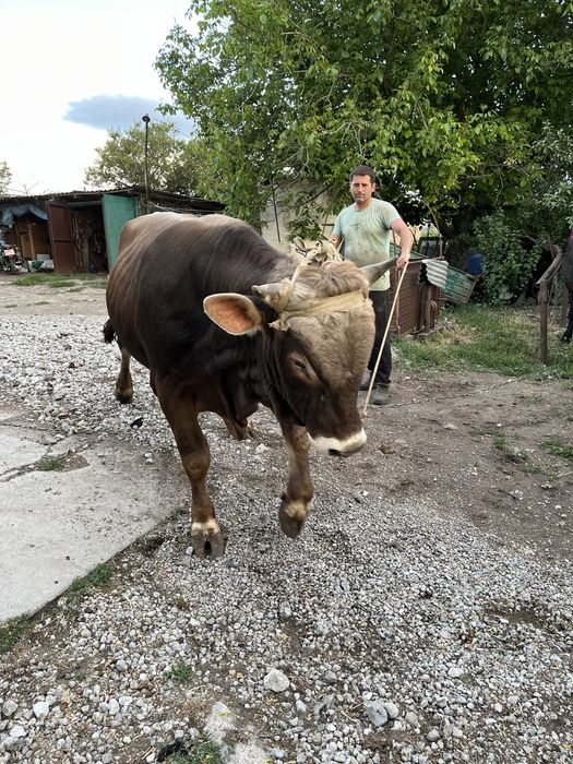 Продам бичка. Дніпропетровська область. Через ваги