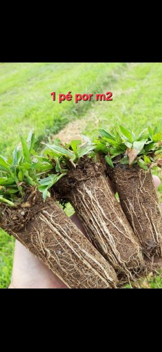 Graminha brasileira (VENDEMOS UMA SOLUÇÃO)