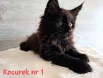 Piękne kocurki Maine Coon FPL