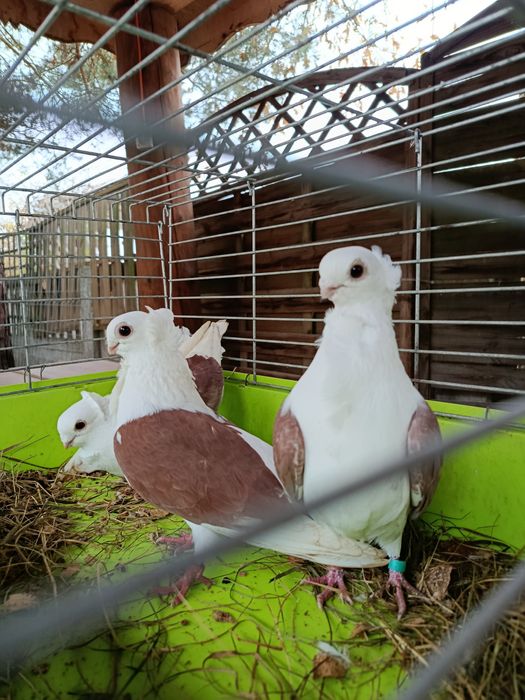 Gołębie ozdobne golab mewka mewki