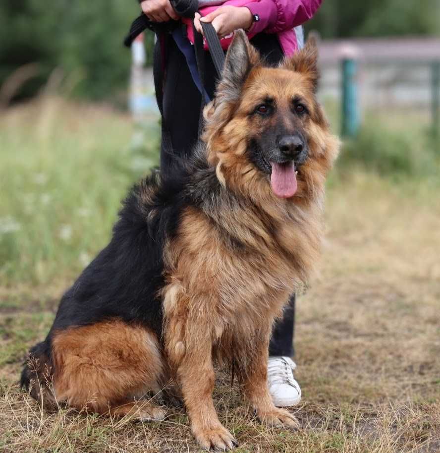 spokojna seniorka czeka na dom
