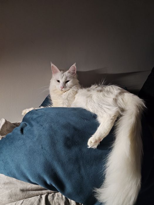 Biały kocure Maine Coon
