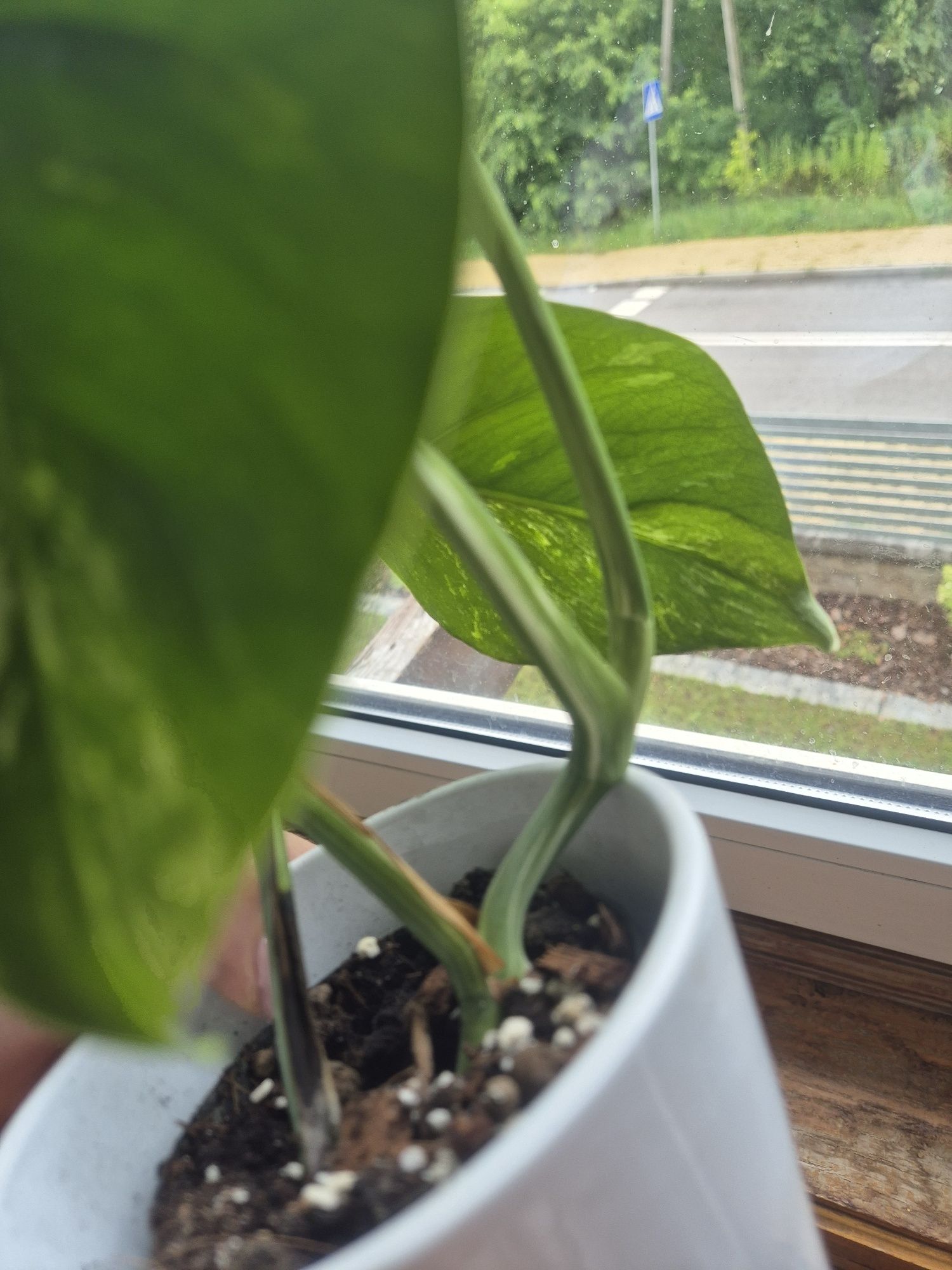 Monstera variegata