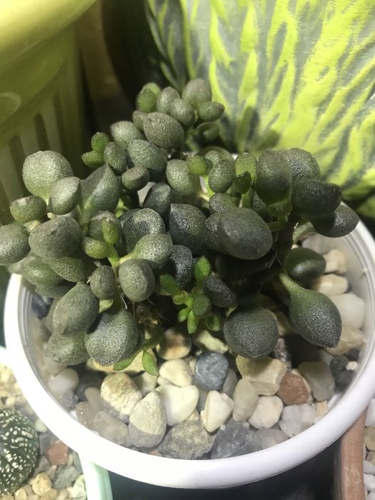 Adromischus marianae «Little spheroide» Адроміскус
