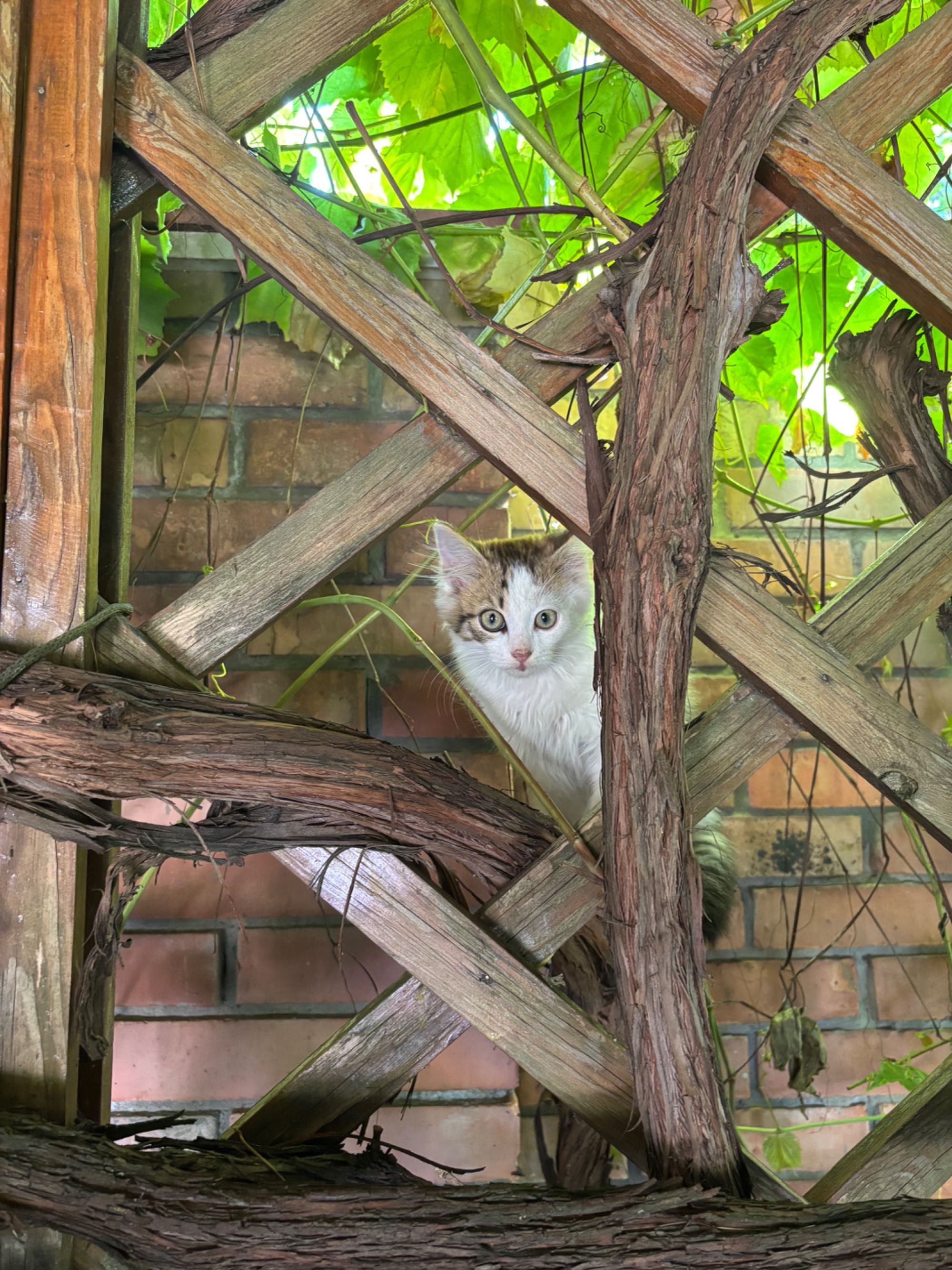 Кошеня Ляля в добрі руки