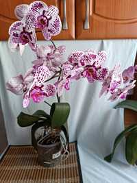 Piękny żywy kwiat kwitnący storczyk orchidea dwupędowy Phalaenopsis