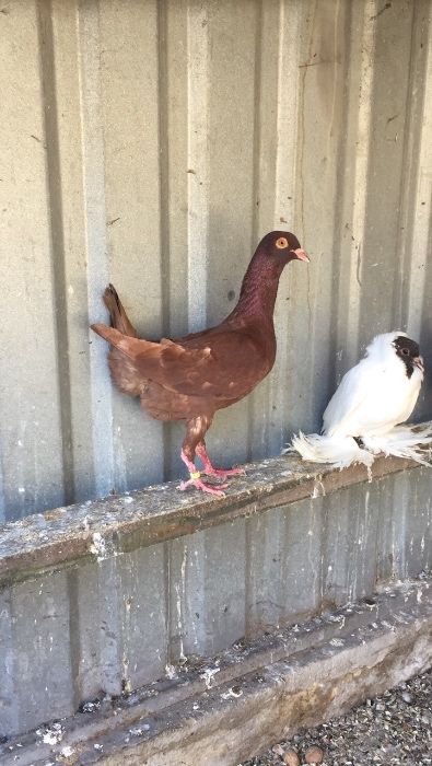 Шмальканденские голуби(шмакадены)