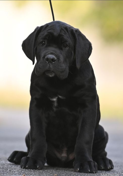 Цуценята Кане Корсо