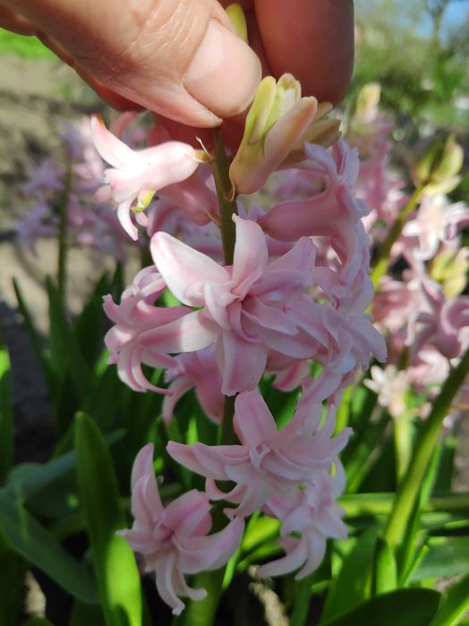 Гіацинт махровий