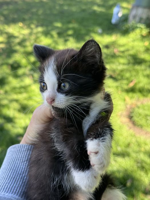 Кошеня в добрі руки