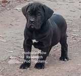 Suczka czarna /Cane Corso