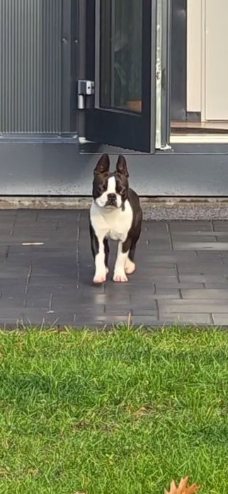 Boston Terrier  ZKwP FCI planowany miot 2026r