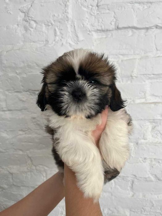 Shih-tzu piesek ZKwP FCI