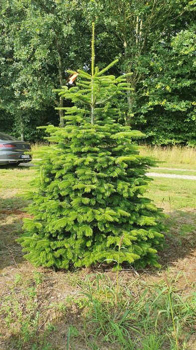 Jodła Kaukaska z plantacji cięta lub w donicy - tuchoinki.pl PLANTACJE