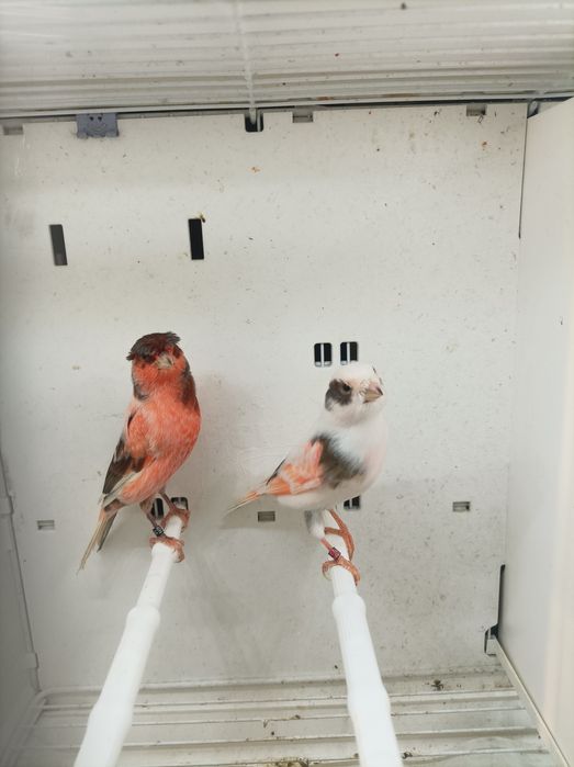 Canários Arlequim Português