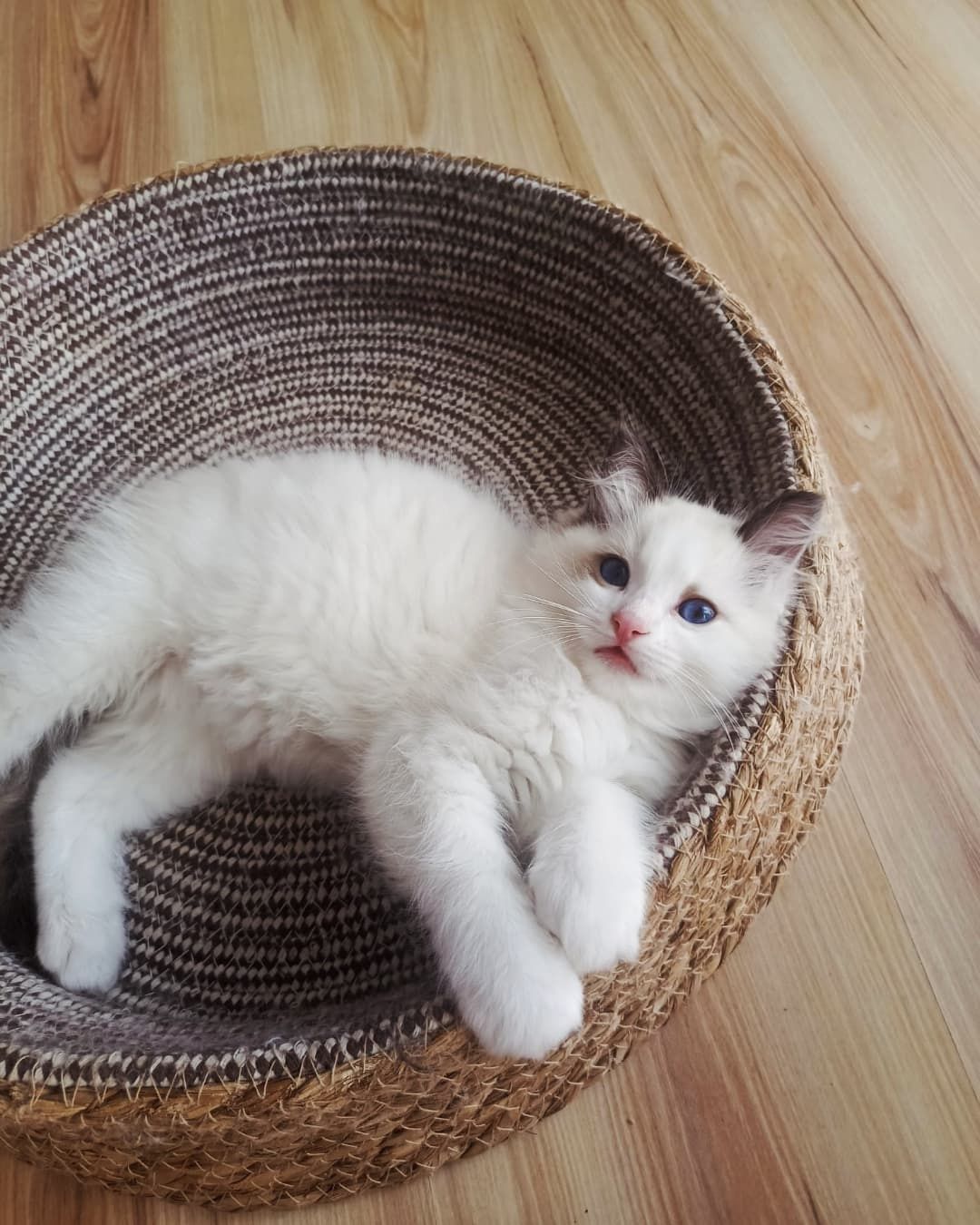 Kocurek ragdoll Dante z wyjątkowym charakterem i rodowodem FPL