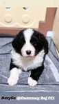 Border Collie FCI/ZKwP