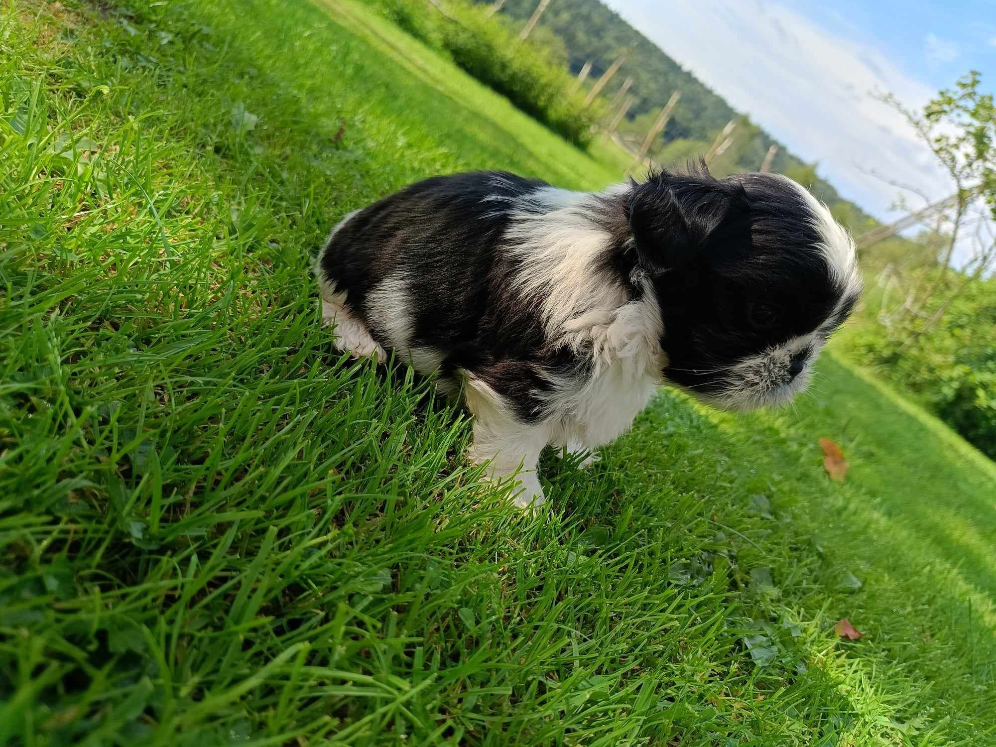 Shih tzu zapraszam