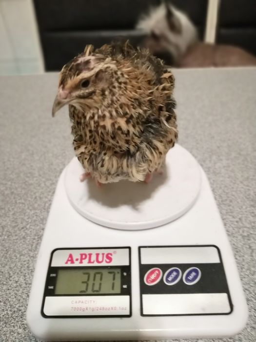 Перепел Перепела Перепелочки Яйца инкубация