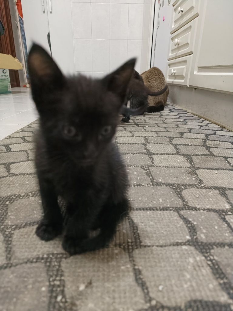 Gatinhos pretos para adoção