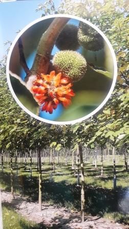 Японское бумажное дерево Broussonetia papyrifera