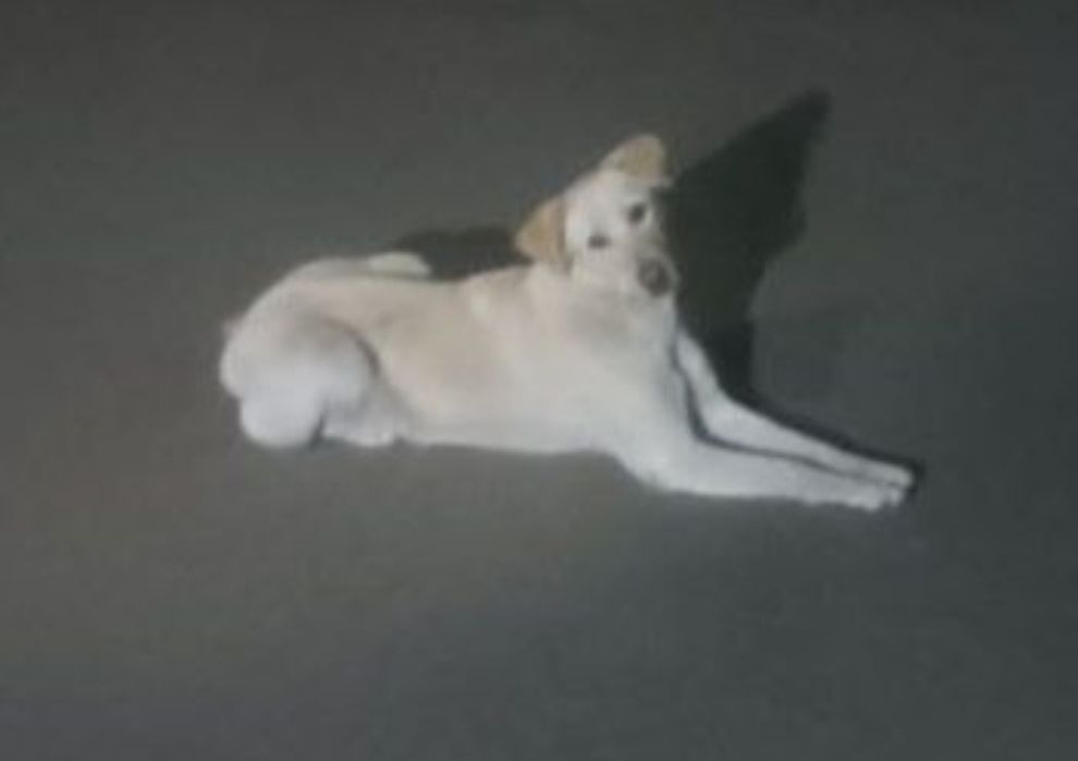 Отдам даром в добрые руки собаку метис лабрадора