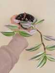 Planta Tradescantia Nanouk