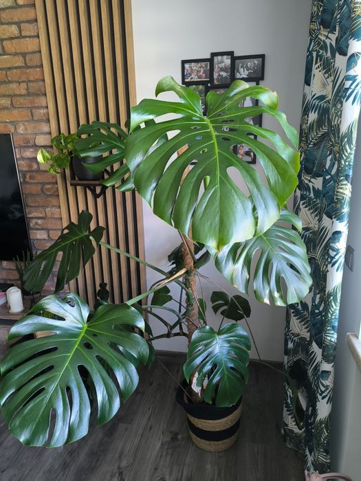 Monstera big form