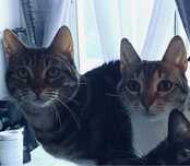 Gatas para adopção