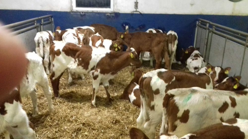 Cielęta, cielaki, byczki oraz jałówki mięsne, MM,MS,HF transport