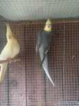 Casal de Caturras