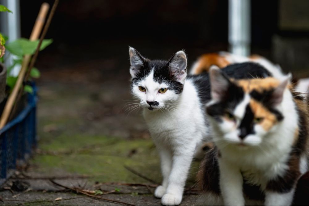 Kotki do adopcji