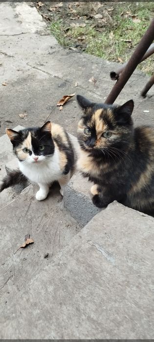 Отдам котят в добрые руки