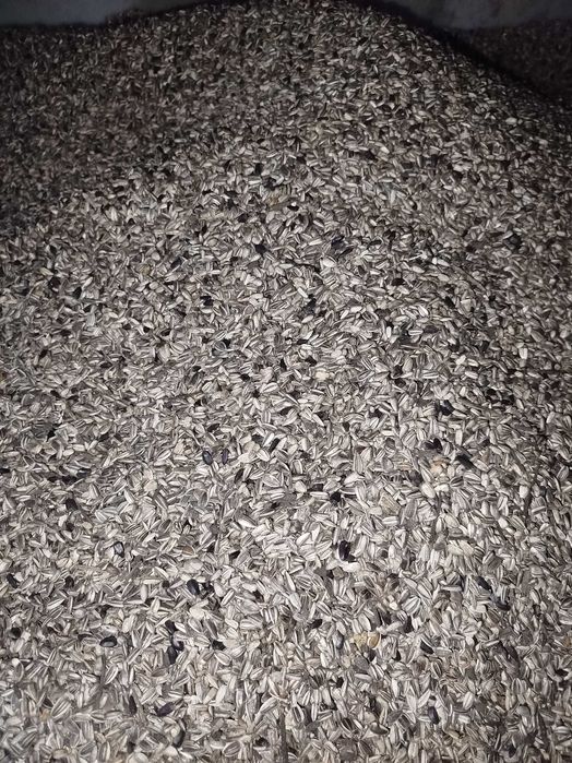 Nasiona słonecznika na kwiat taiyo ozdobny