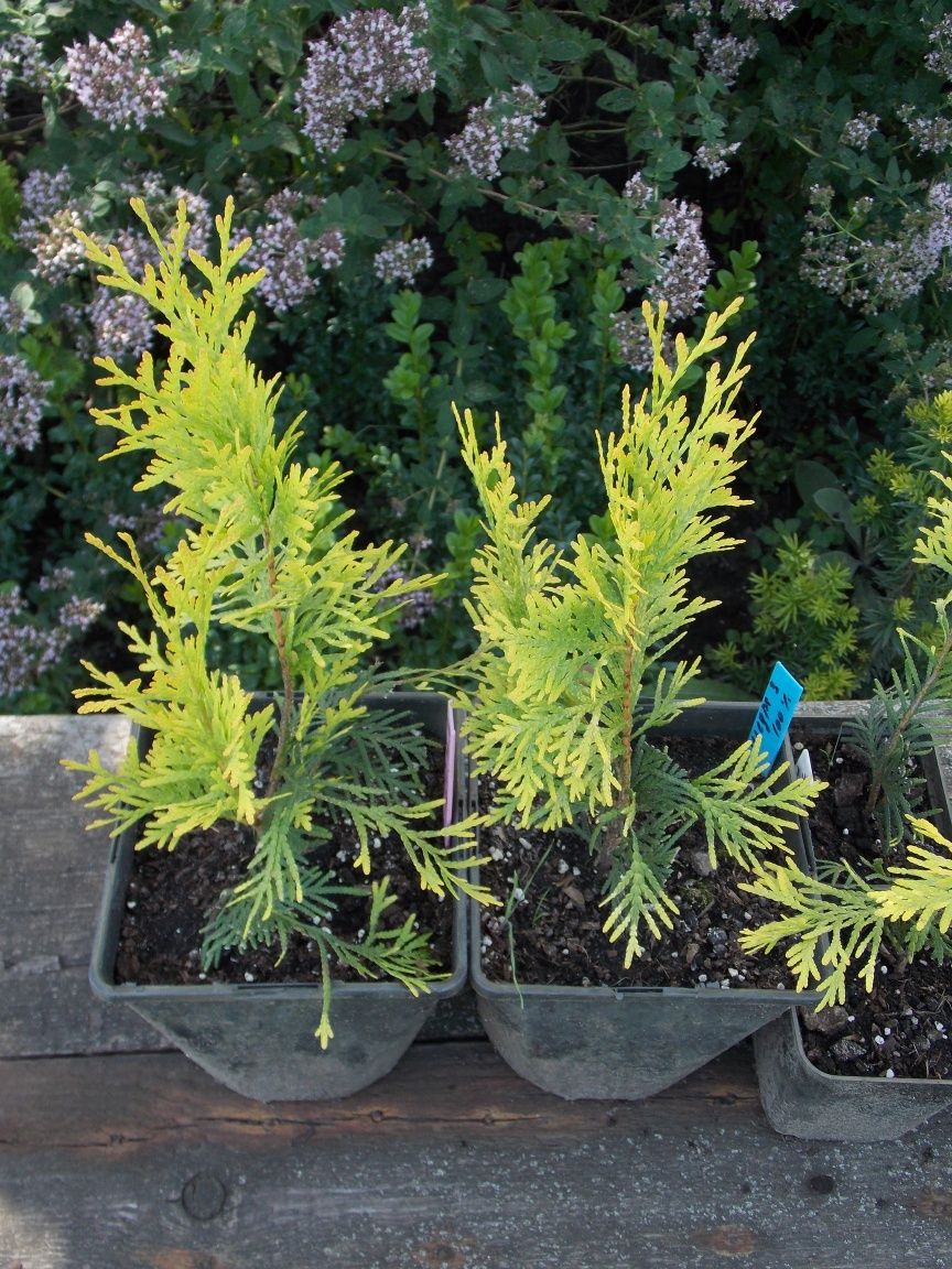 Туя західна  'Європа Голд' (Thuja occidentalis 'Europe Gold')