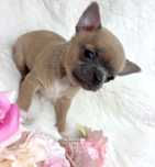 Chihuahua suczka