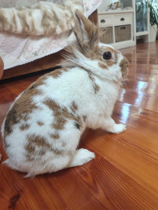 Króliki hodowlane i miniaturki