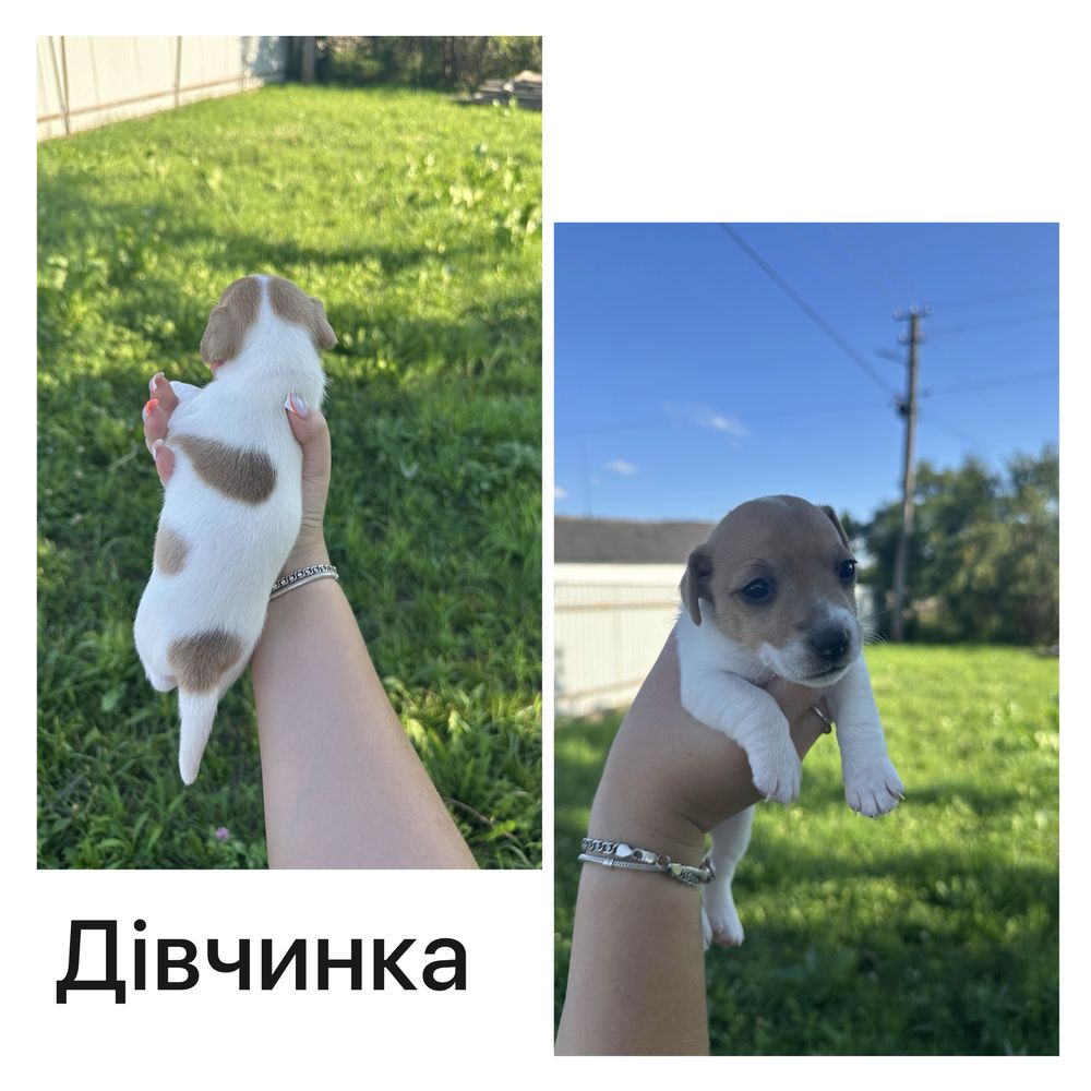 Чистокровні Цуценята Джек Рассел тер'єр