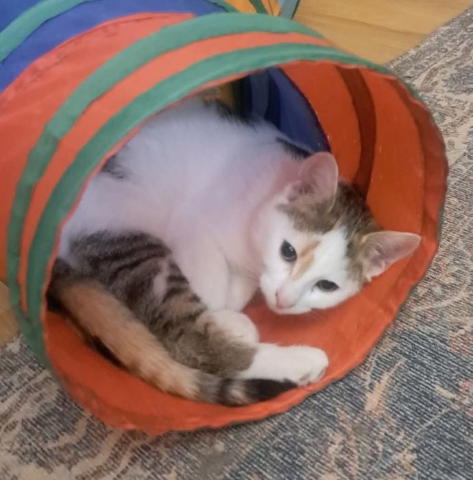 Koteczka Rysia czeka na dom