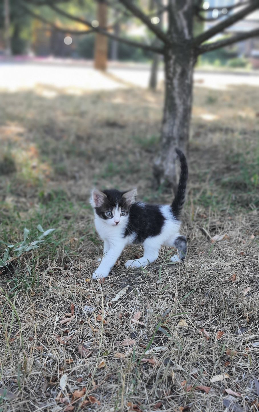 Кошеня,1.5 місяці.Безкоштовно
