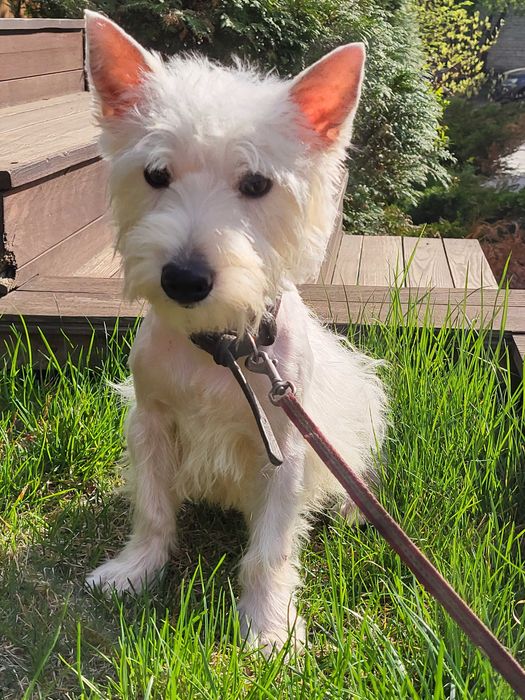 Унікальна пропозиція-цуценя Вест Хайленд Уайт Тер'єр, для виїзду