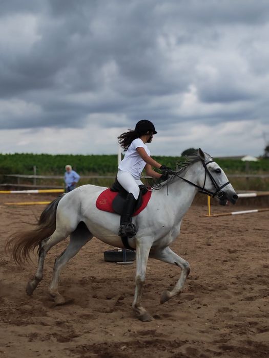 Escola de equitação