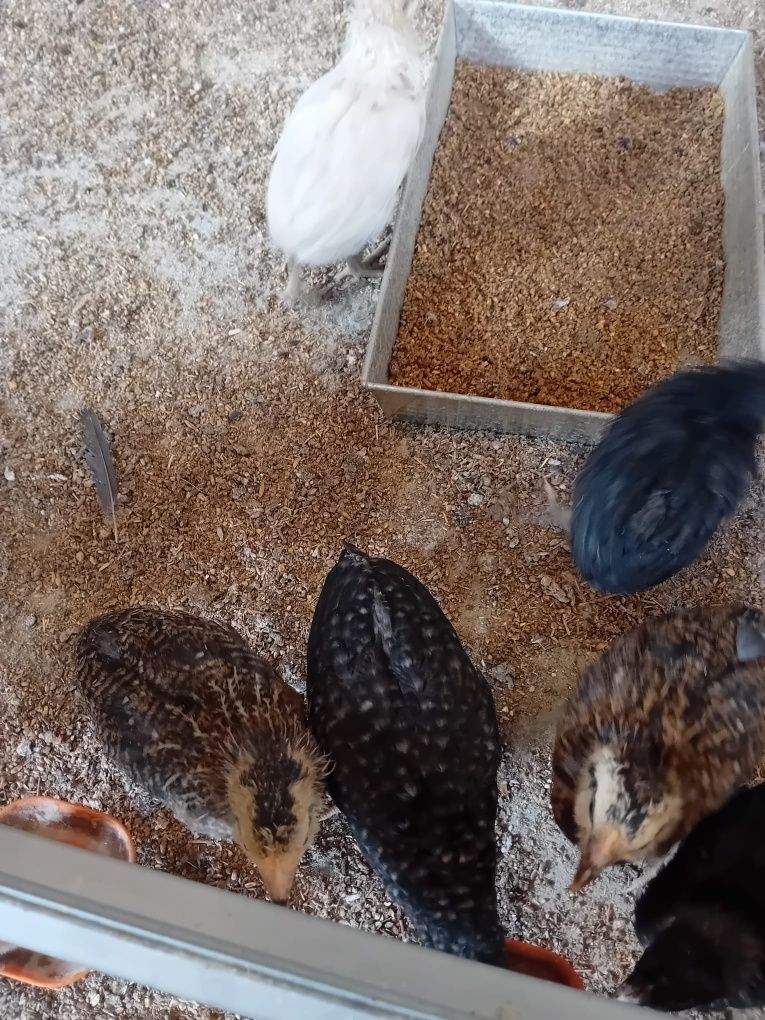 Kura kury aracuany naturalne ekologiczne araucany pisklaki araucany