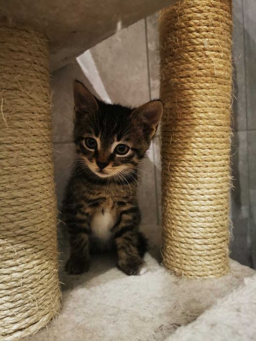 Kociaki i ich dzielna mamusia