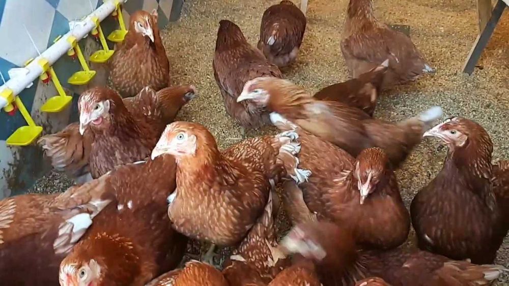 Інкубаційні яйця імпортні кросів Ломан Вайт і Браун