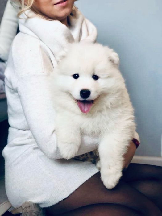Samoyed Biały Szczeniaczek