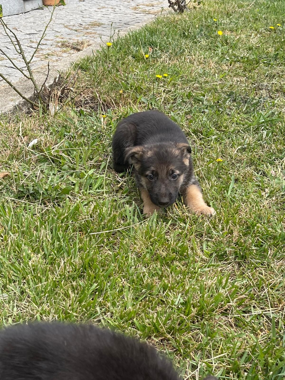 Animais cão de raça
